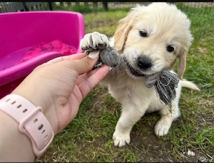 Golden Retriever Welpen mit Ahnentafel 