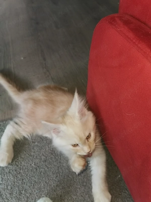 Reinrassige Main Coon kitten 