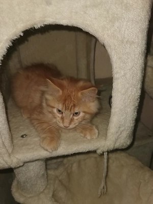 Reinrassige Main Coon kitten 