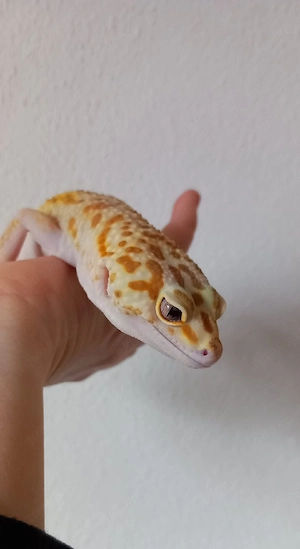 Leopardgeckos 1.1 Supergiant SG