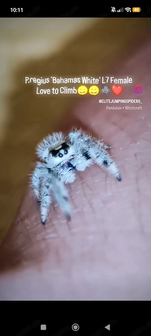 Phidippus regius White Bahamas