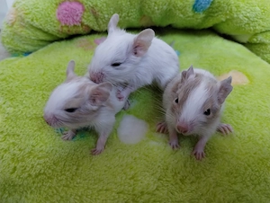  3 mega tolle Degu Buben- Kids,Lilacsuperschecke und Sandschecken suchen Zuhause im Glück