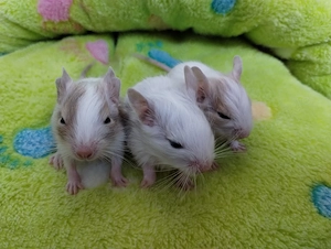  3 mega tolle Degu Buben- Kids,Lilacsuperschecke und Sandschecken suchen Zuhause im Glück
