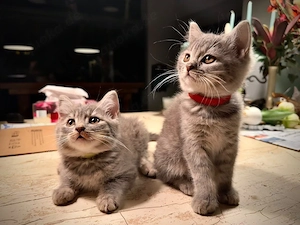 Bkh Britisch Kurzhaar Kitten Katzenbabys und Ekh Kitten Katzenbabys Kätzchen 