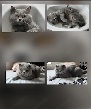 Britischkurzhaar Kater
