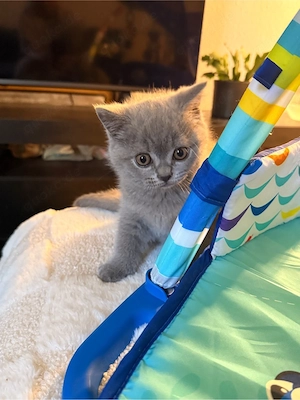 Britisch Kurzhaar (BKH) Kitten in Blue  