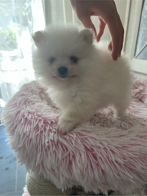 Pomerania Bärchen