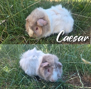 3 Meerschweinchen, versch.Rasse