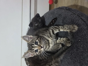 Babykatzen suchen ein neues Zuhause