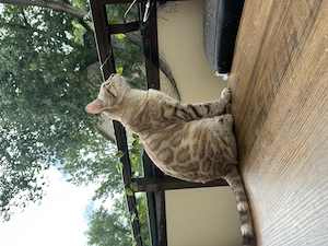Snow Bengal Kater sucht liebevolles neues Zuhause 