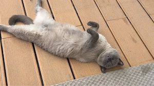 Liebevolles Zuhause für unsere zwei Britisch-Kurzhaar-Katzen gesucht Bild 4