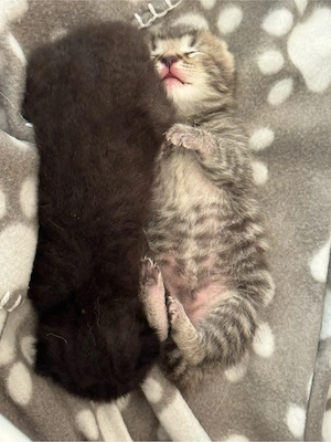  BKH - Persermix kitten 