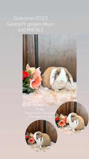 Zwergwidder & Rexzwergwidder Häsinnen , geimpft. Kaninchen 