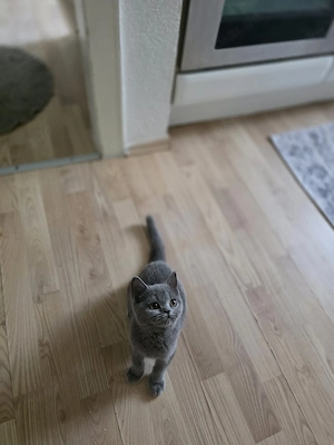 Katzen britisch Kurzhaar 