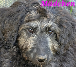 Bezaubernde Doodle Welpen (Goldendoodle x Leopard-Labrador) Sofort!