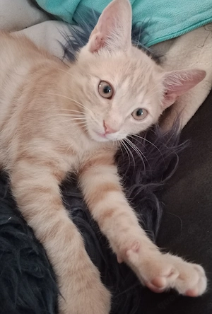 Die letzten 4 Kitten   verschmust, verspielt & bereit für ihr neues Zuhause