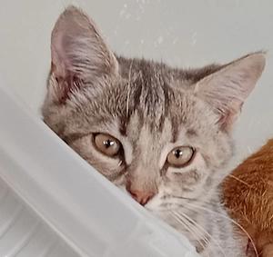 Nur noch 4 Kitten: Bonnie, Fiby, Rio, Lio suchen ihr Zuhause   