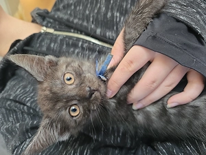 Maine Coone Mix Kitten 