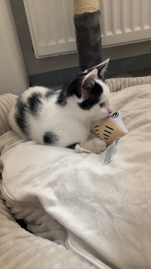 Kitten mit Erstausstattung   