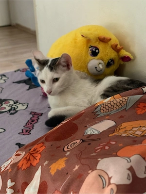 katze  2 jahre alt 