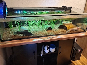 Komplettes Axolotl-Aquarium abzugeben