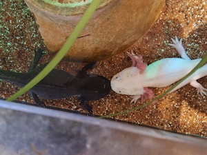Axolotl abzugeben