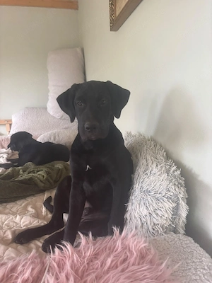 Labrador Welpen
