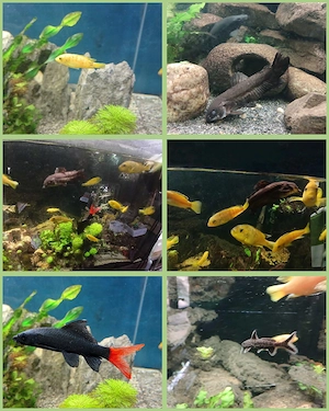 Schöne Zierfische für das Aquarium