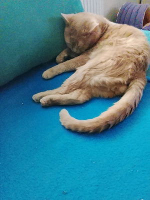 Kater zu verkaufen 