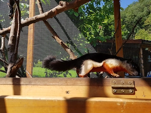Eichhörnchen Prevostii bzw. Schönhörnchen