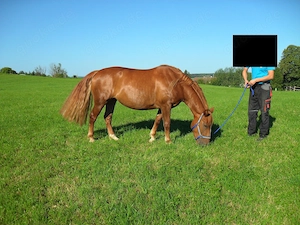schwere Warmblut-Kaltblut-Mix-Stute 3,75J. Stm. 155cm Bild 6