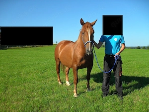 schwere Warmblut-Kaltblut-Mix-Stute 3,75J. Stm. 155cm Bild 2