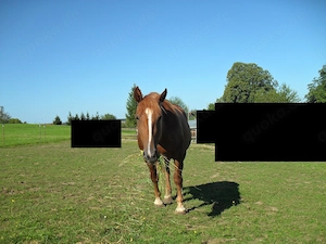 schwere Warmblut-Kaltblut-Mix-Stute 3,75J. Stm. 155cm Bild 7