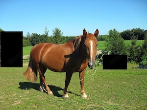 schwere Warmblut-Kaltblut-Mix-Stute 3,75J. Stm. 155cm Bild 8