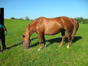 schwere Warmblut-Kaltblut-Mix-Stute 3,75J. Stm. 155cm Bild 5