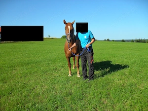 schwere Warmblut-Kaltblut-Mix-Stute 3,75J. Stm. 155cm Bild 4