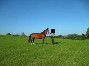 schwere Warmblutstute 15J. Stm. 165cm