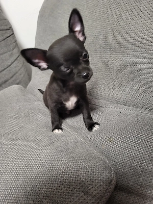 Minichihuahua HündinWelpe