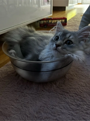 BLH Kater 15 wochen alt 