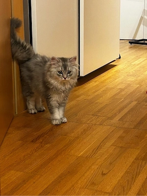 British Langhaar Kater 15 Wochen 