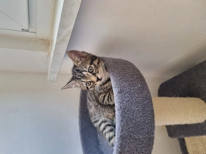 Baby Katze BKH Mix 