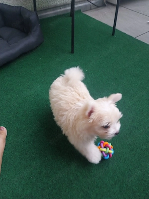    Zuckersüßes Pomeranian x Yorkshire Terrier Mädchen  sucht ihr Zuhause!   