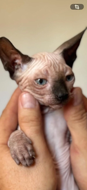 Verkaufen  kitten