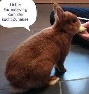 kastrieter Farbenzwerg Rammler 2 Jahr Kastrat Rammler Männchen Zwergkaninchen Kaninchen Hase