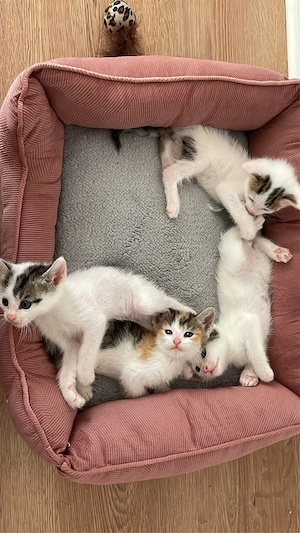 BHK-Hauskatzen mix suchen ein liebevolles zuhause 