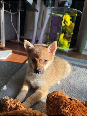 Exklusives kleines Shibapom Mädchen ( Pomskypoo x Shiba Inu ) sucht noch ein liebevolles Zuhause