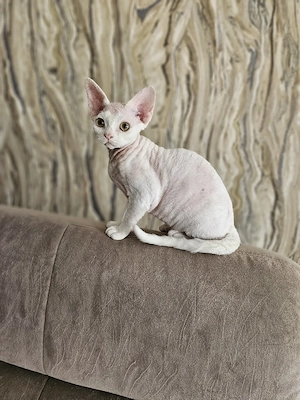 Devon Rex Kitten Abholbereit nur noch zwei Kitten  Bild 8