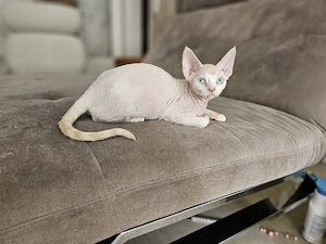 Devon Rex Kitten Abholbereit nur noch zwei Kitten  Bild 4