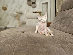 Devon Rex Kitten Erbkrankheiten frein Linien nur noch zwei Kitten 