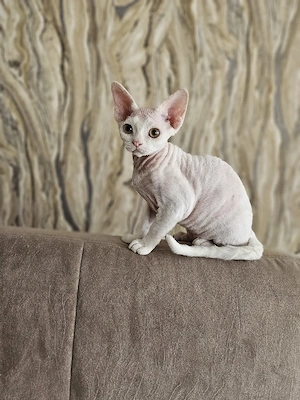 Devon Rex Kitten Abholbereit nur noch zwei Kitten  Bild 7